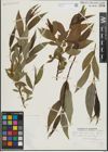 Foto von Salix lasiandra Benth.